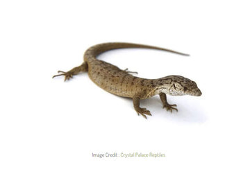 Gillens Pygmy Mulga Monitor - Amazing Amazon